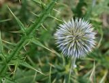 Echinops maracandicus