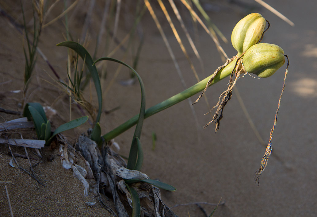 Изображение особи Pancratium maritimum.