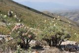 Astragalus inaequalifolius