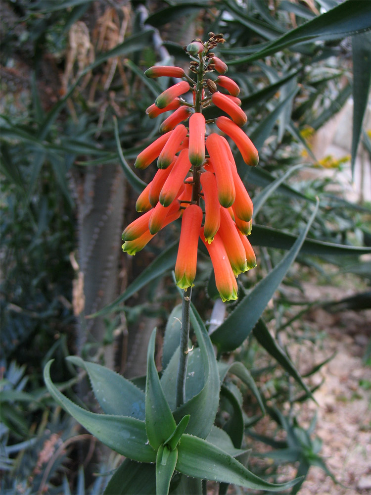Изображение особи Aloe ciliaris.