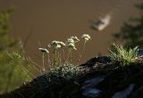 Schivereckia podolica. Цветущие растения. Пермский край, Лысьвенский р-н, долина р. Чусовая, камень \"Мултык\", вершина камня, южная экспозиция. 02.05.2015.