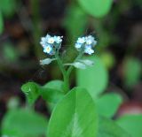 Myosotis arvensis