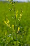 Melilotus officinalis