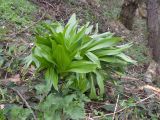 Colchicum woronowii