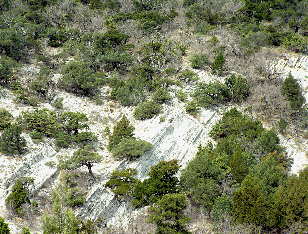 Изображение особи Juniperus foetidissima.