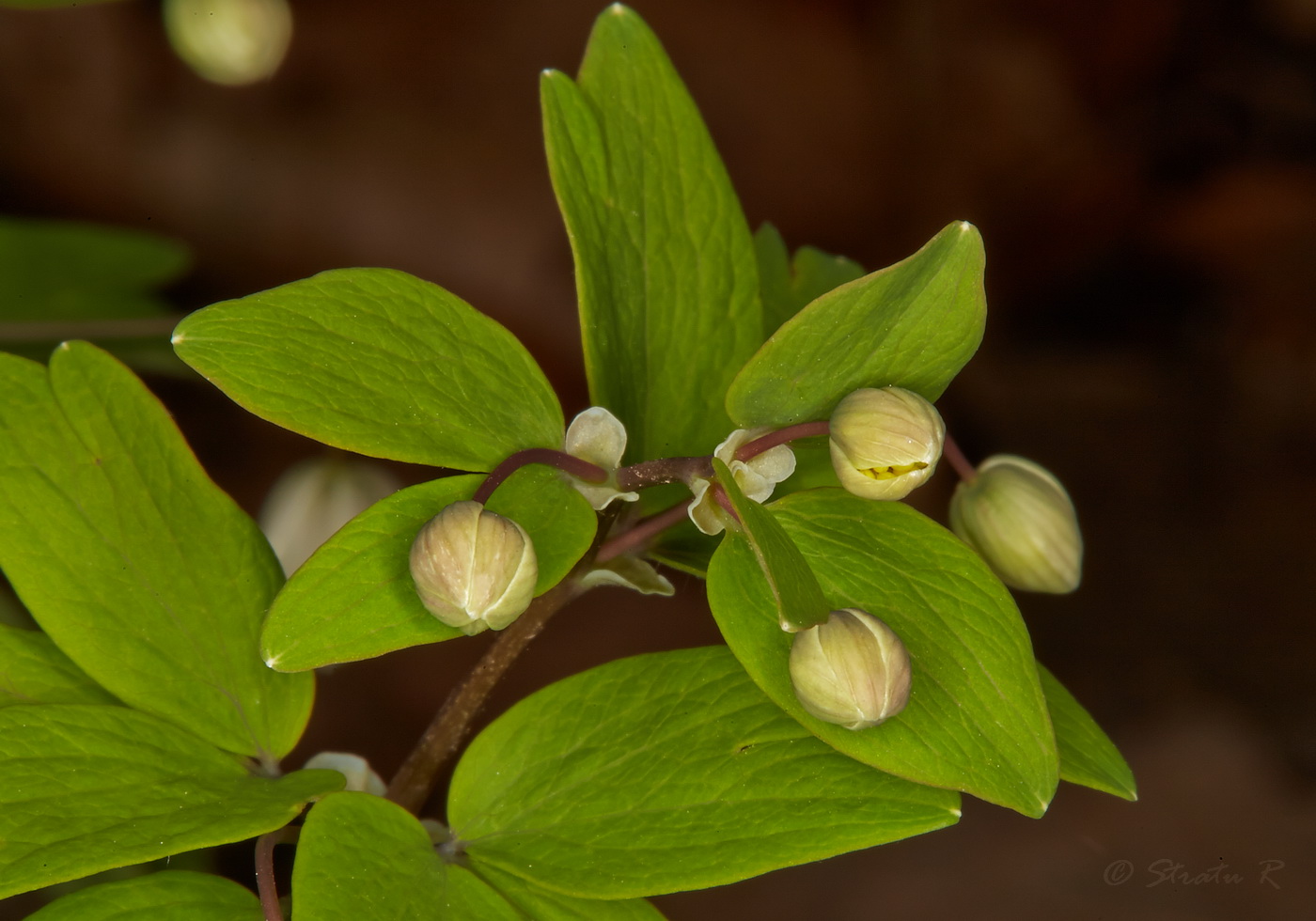 Изображение особи Isopyrum thalictroides.