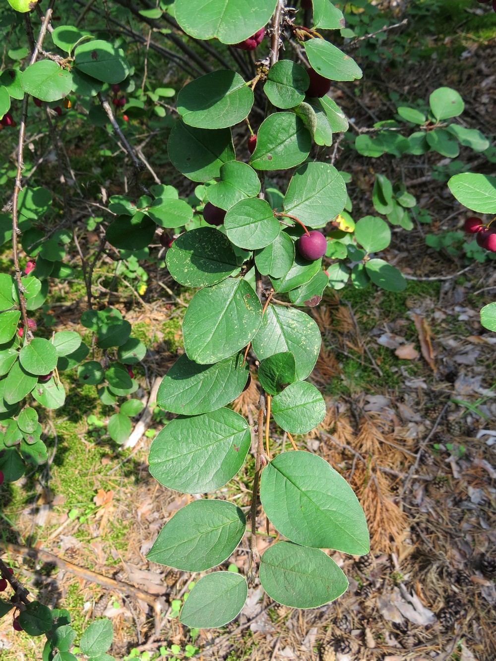 Изображение особи Cotoneaster melanocarpus.