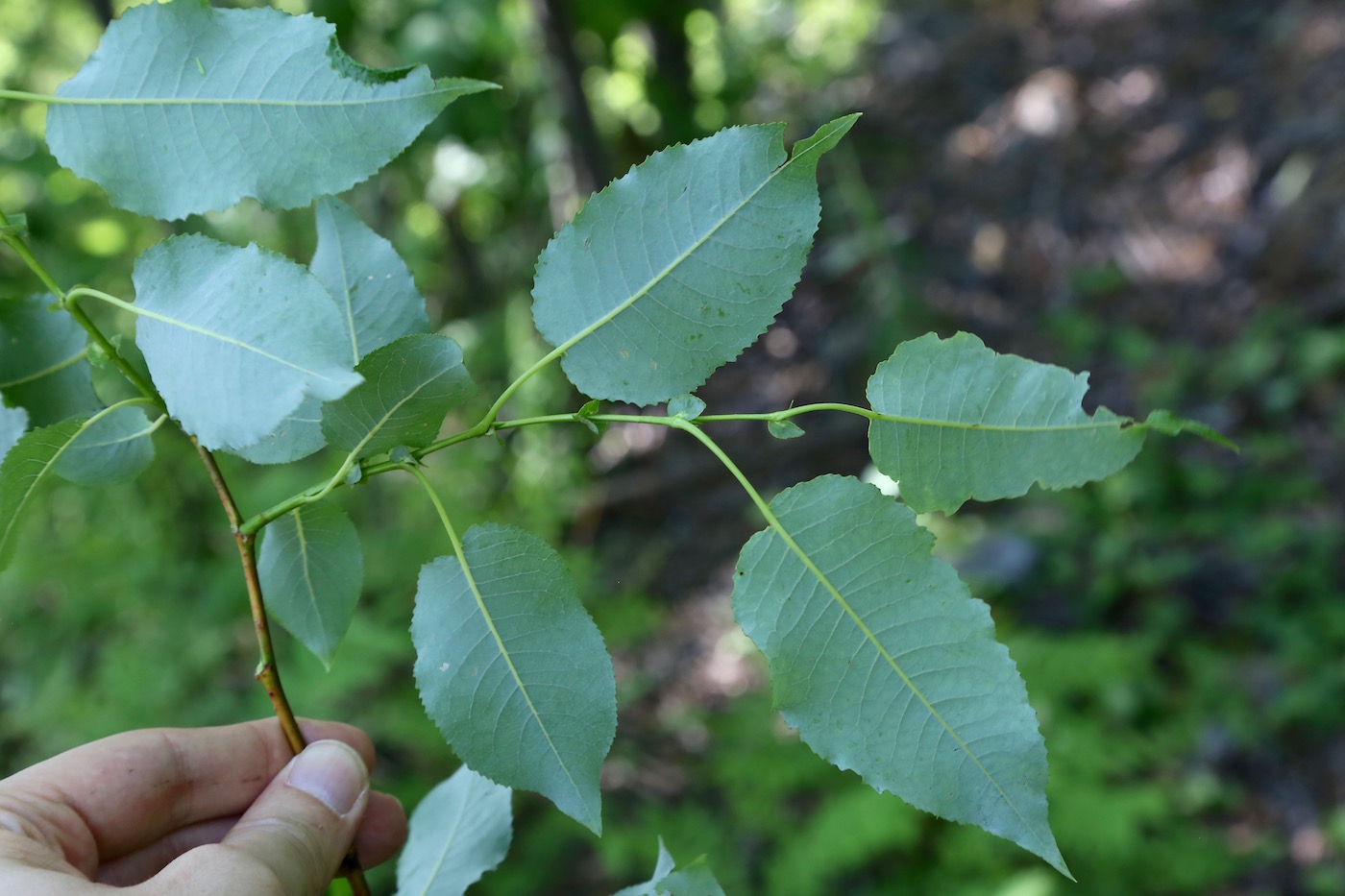 Изображение особи Salix cardiophylla.