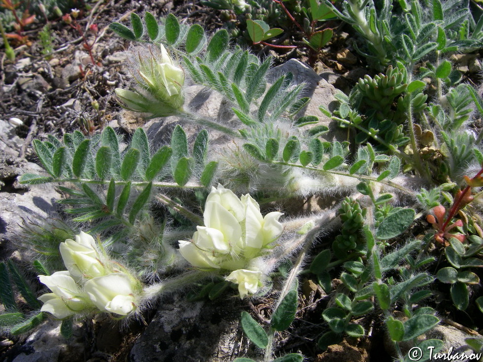 Изображение особи Oxytropis pallasii.