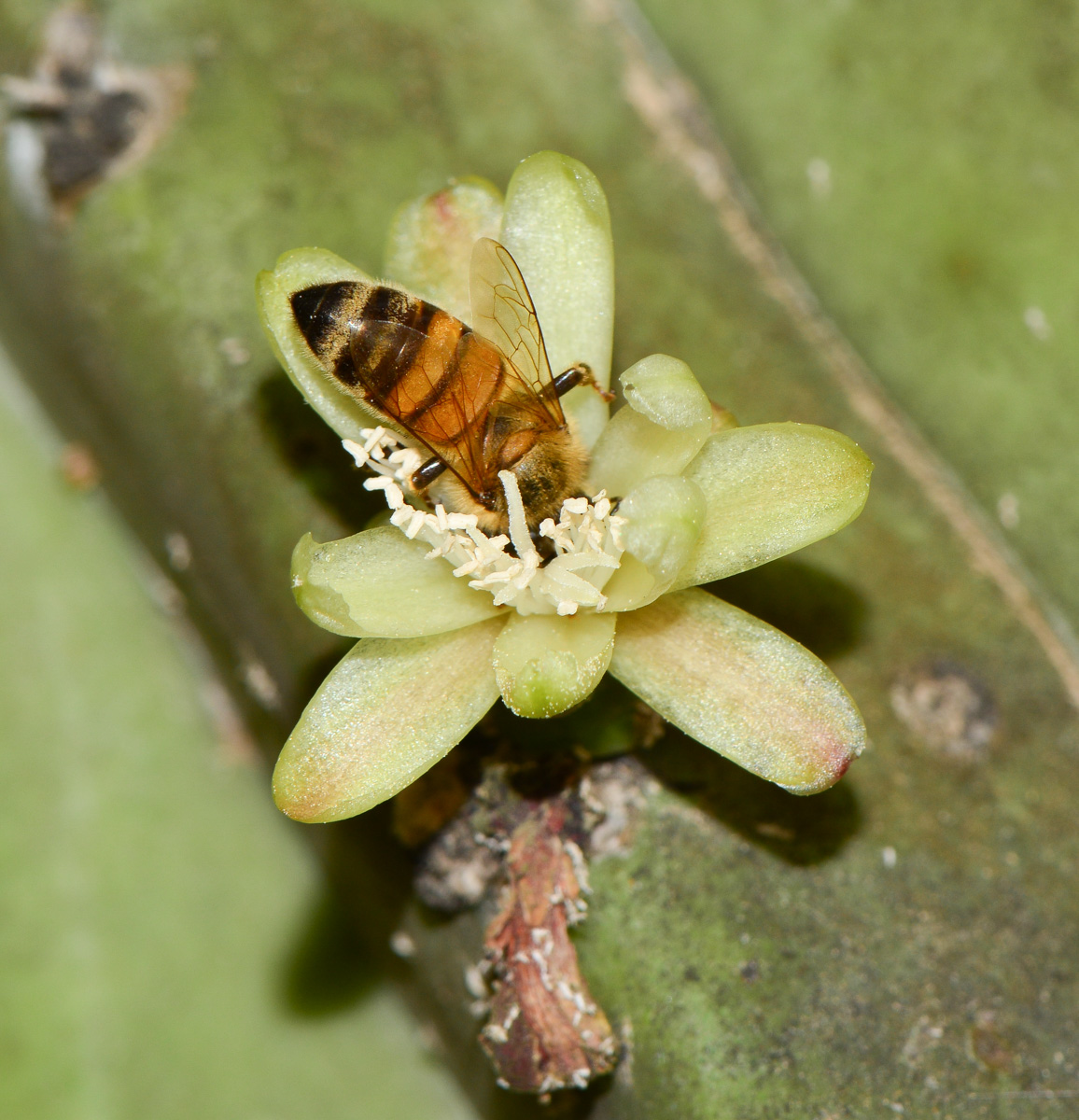 Изображение особи Myrtillocactus geometrizans.