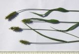 Setaria pumila