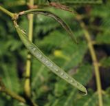 Albizia julibrissin