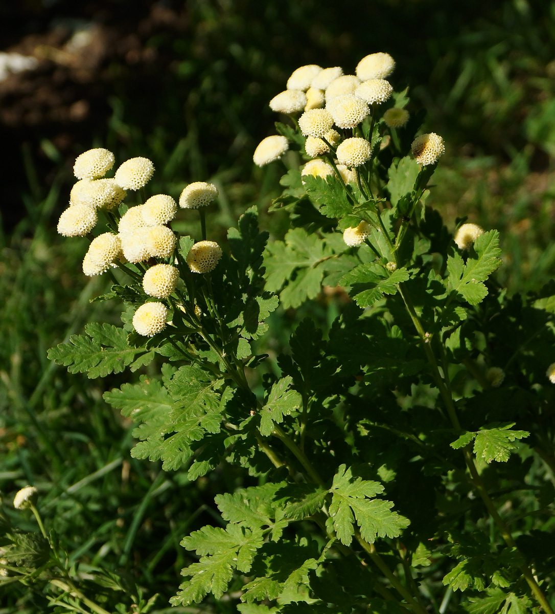 Изображение особи Pyrethrum parthenium.