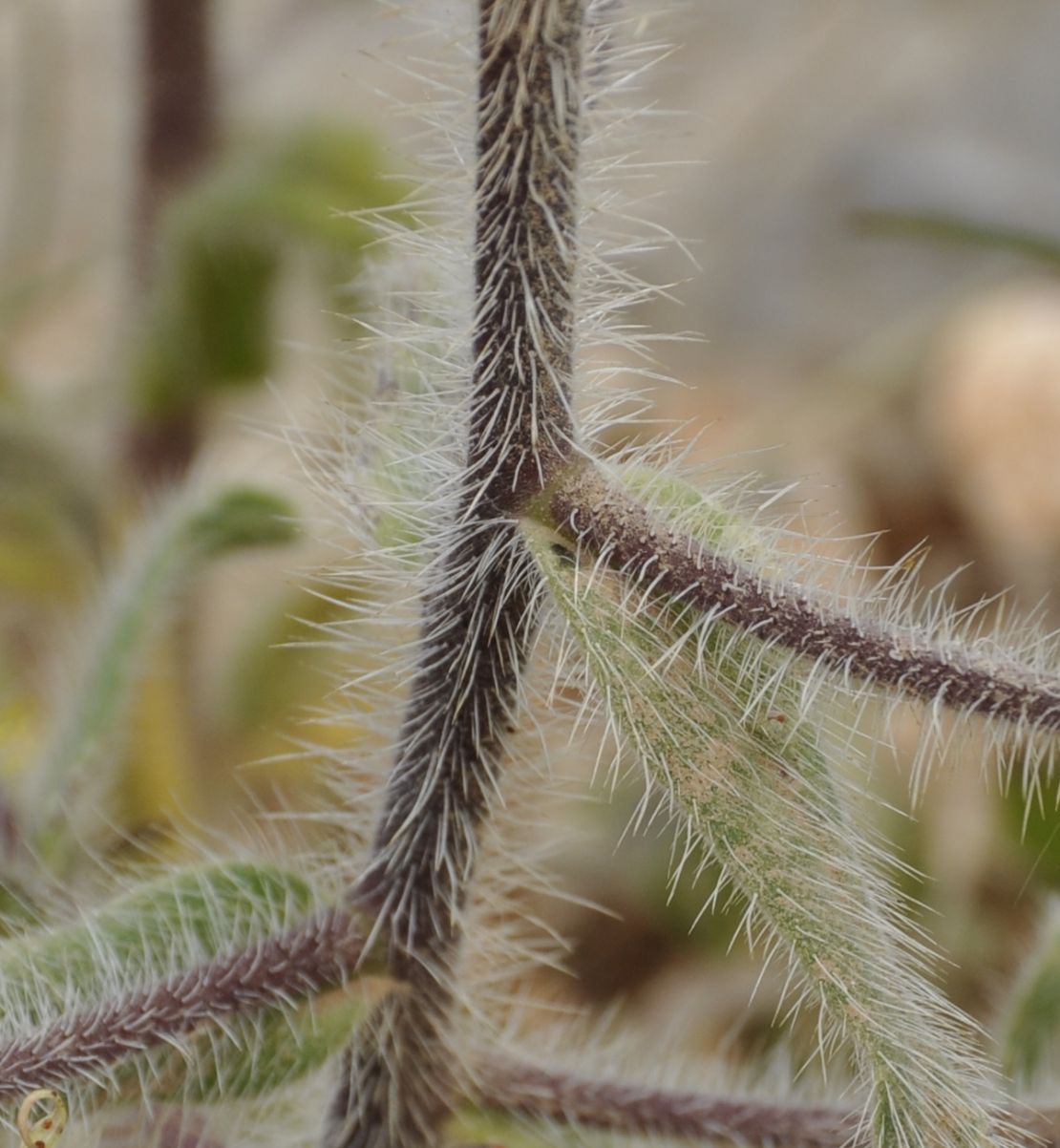 Изображение особи Onosma graeca.