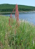 Rumex thyrsiflorus