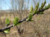 Salix hastata. Часть побега с распускающимися женскими соцветиями и листьями. Магаданская обл., окр. г. Магадан, низовья р. Магаданка, ивняк. 07.06.2018.