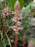 Orobanche pubescens