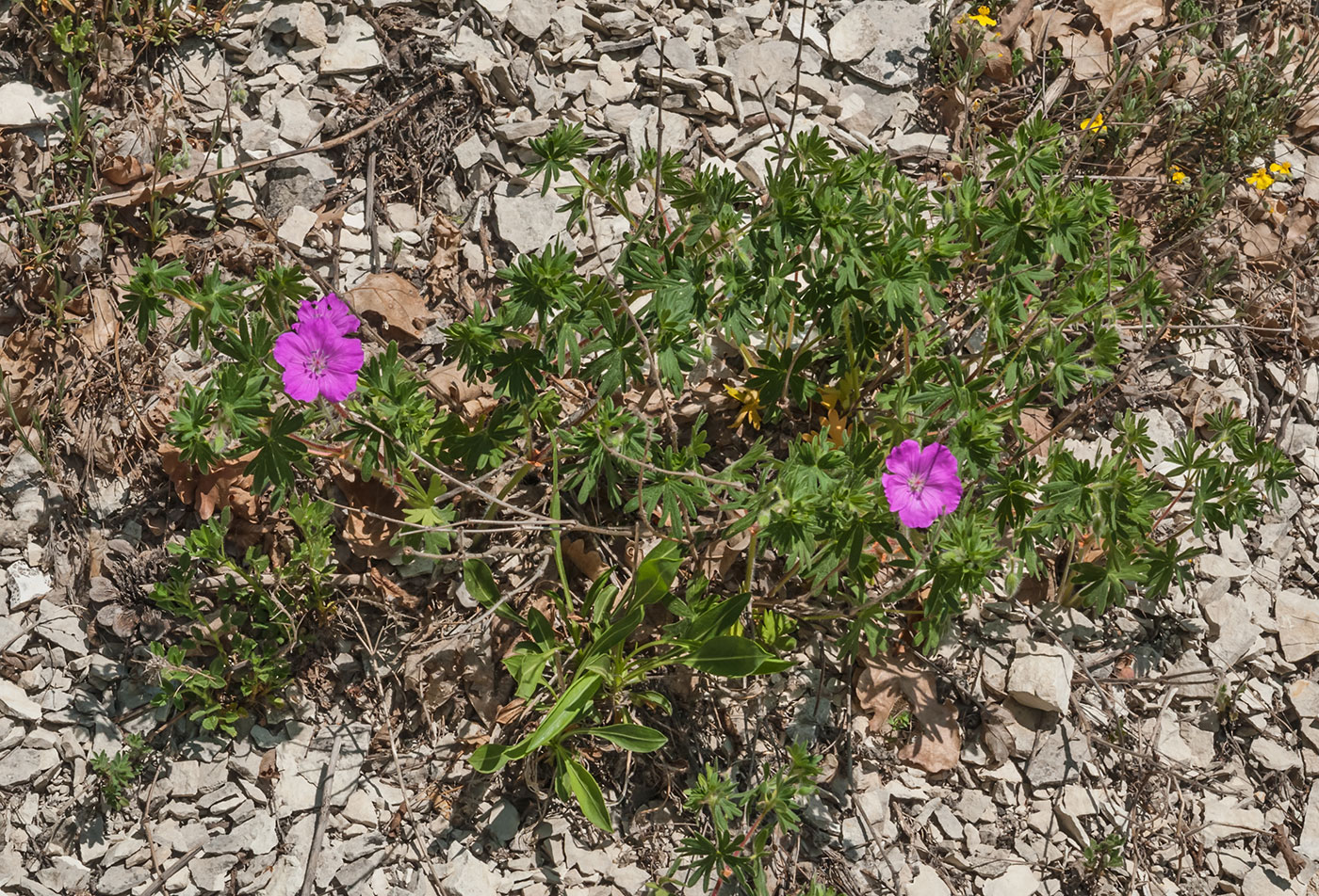 Изображение особи Geranium sanguineum.