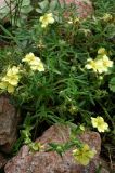 Potentilla biflora