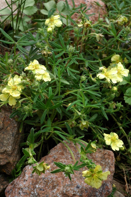 Изображение особи Potentilla biflora.