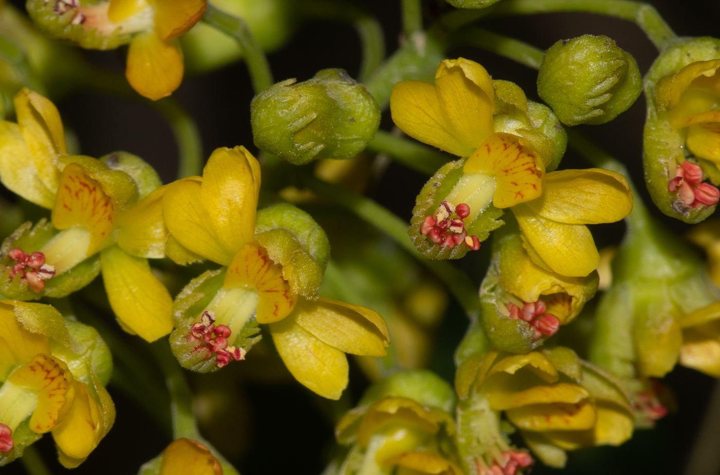 Изображение особи Caesalpinia spinosa.