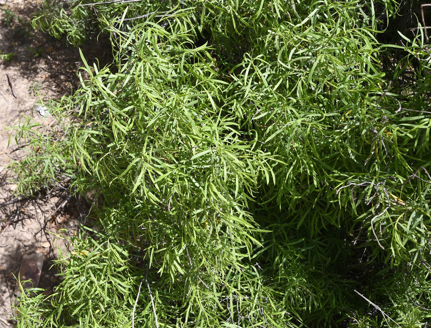 Изображение особи Daphne mucronata ssp. linearifolia.