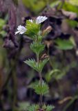 Euphrasia stricta. Верхушка цветущего растения. Пермский край, г. Пермь, Кировский р-н, заброшенный песчаный карьер, суходольный луг. 10.08.2019.