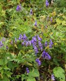 Aconitum volubile