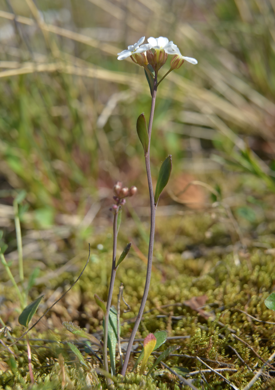 Изображение особи Arabidopsis petraea.