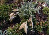 Oxytropis chionobia