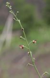 Scrophularia variegata. Соцветие. Дагестан, Унцукульский р-н, окр. с. Майданское, сланцевая осыпь. 14 июня 2021 г.