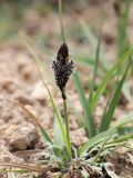 Carex melanantha. Цветущее растение. Узбекистан, Чаткальский хр., окр. Арашанских озёр, около 3300 м н.у.м., каменистый склон. 14.07.2021.