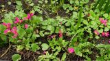 Primula rosea