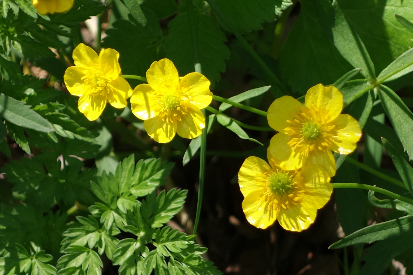 Изображение особи Ranunculus cassubicus.