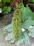 Gunnera manicata. Соцветие. ФРГ, земля Северный Рейн-Вестфалия, г. Мюнстер, ботанический сад Вестфальского университета. Июль.