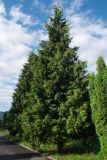 Thuja plicata. Взрослое растение с фруктификациями. Владикавказ, парк на левом берегу р. Терек, в культуре. 03.07.2022.