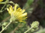 Hieracium amplexicaule. Распустившееся и нераспустившееся соцветия (вид со стороны обёртки). Испания, автономное сообщество Каталония, провинция Барселона, комарка Бергеда, муниципалитет Сальдес, подножие горы Педрафорка, окр. смотр. площадки \"Гресолет\", 1557 м н.у.м., в трещине отвесной скалы. 11.06.2023.