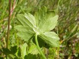 Ranunculus oreophilus. Прикорневой лист (абаксиальная сторона). Адыгея, Кавказский биосферный заповедник, склон горы Блям, ≈ 2200 м н.у.м., субальпийский луг. 19.07.2015.