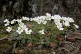 Arabis caucasica. Цветущее растение. Крым, Южный берег. 30 марта 2009 г.