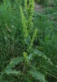 Rumex patientia подвид orientalis. Плодоносящее растение. Ростовская обл., Азовский р-н, с. Кугей, во дворе. 31 мая 2011 г.