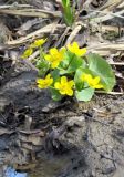 Caltha palustris