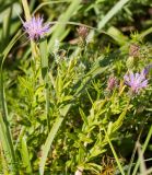 Cirsium serratuloides. Цветущее растение. Казахстан, Восточно-Казахстанская область; Западный Алтай, скл. Ульбинского хребта, окр. г. Усть-Каменогорска. 13.08.2012.