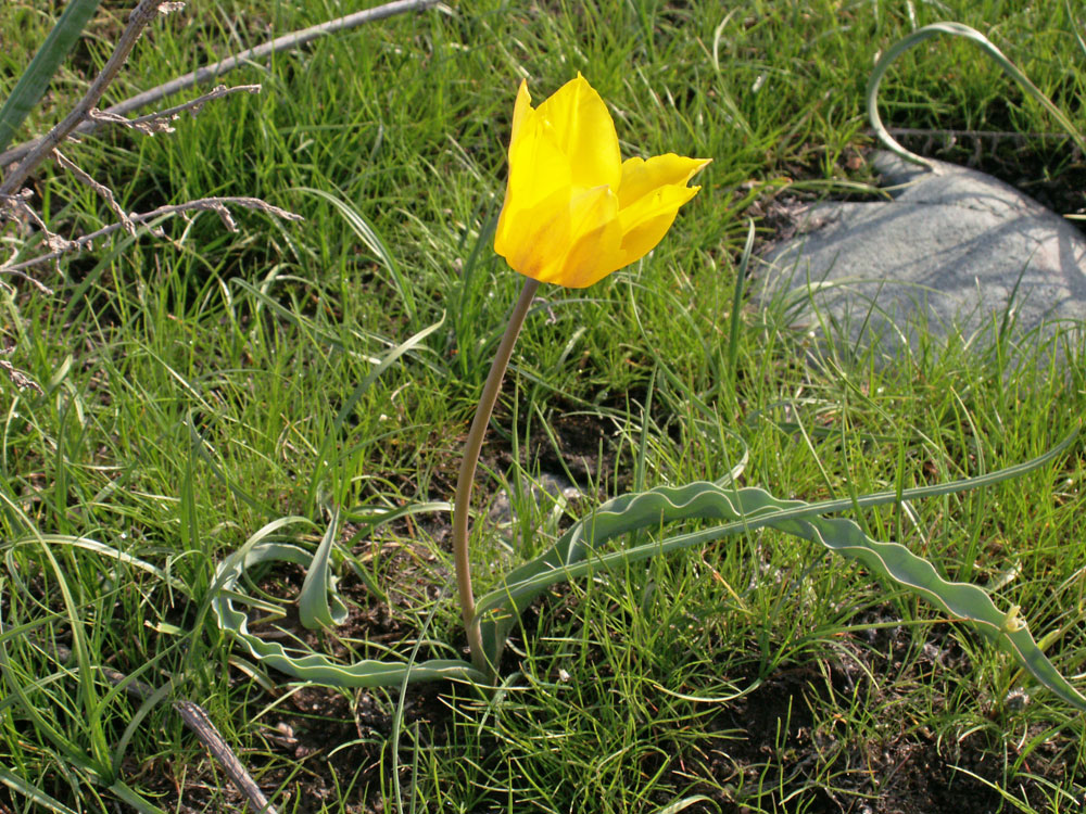 Изображение особи Tulipa ostrowskiana.