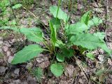 Solidago virgaurea