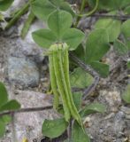 Lotus ornithopodioides