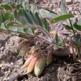 Astragalus fabaceus