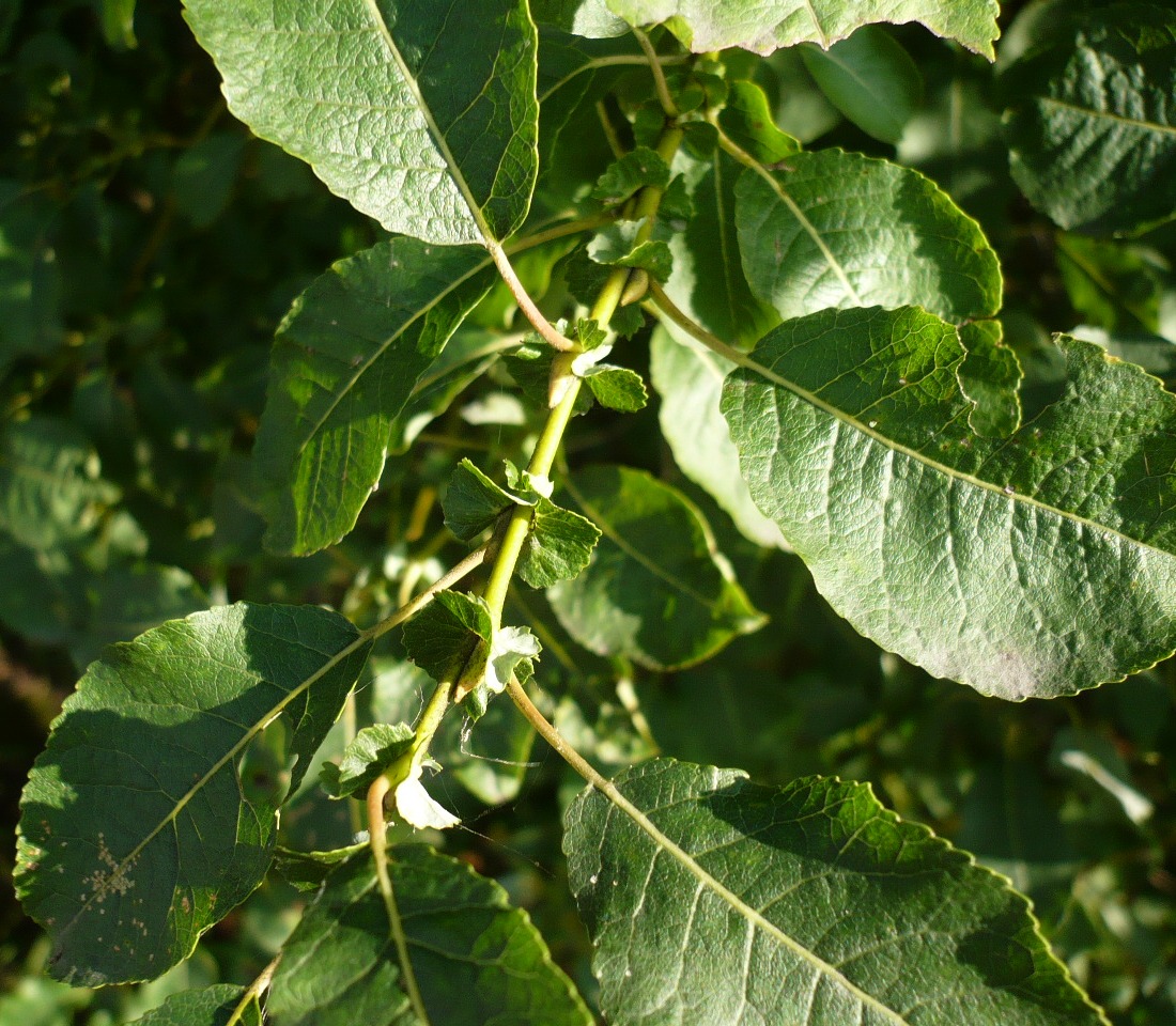 Image of Salix pyrolifolia specimen.