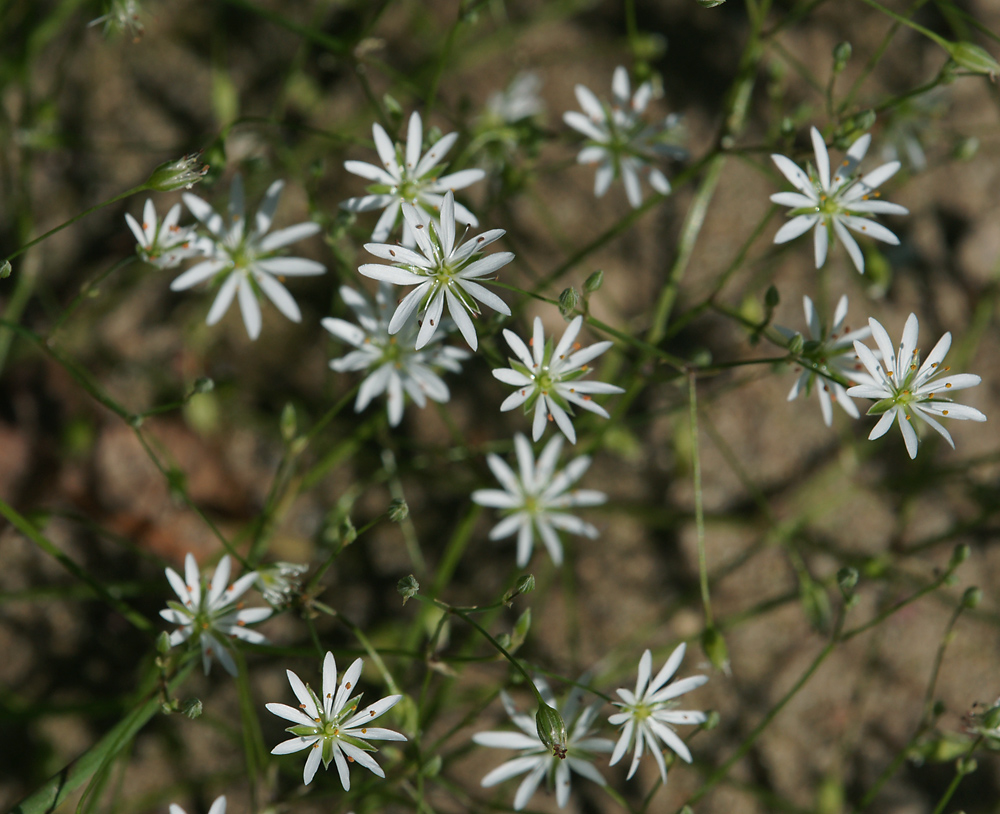 Image of Stellaria graminea specimen.