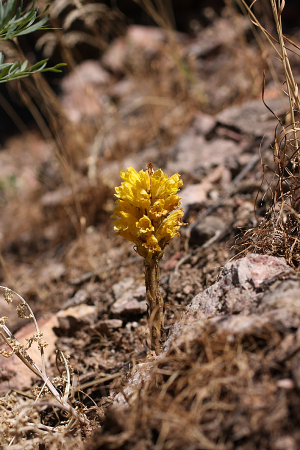 Изображение особи Orobanche sordida.