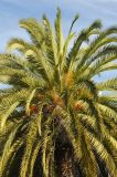 Phoenix canariensis. Верхняя часть цветущего растения. США, Калифорния, Сан-Франциско, в городском озеленении. 23.02.2014.